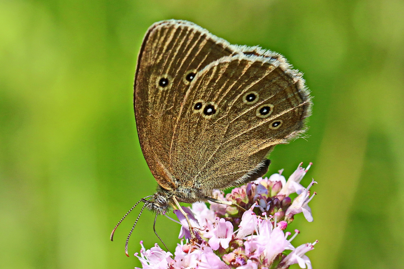 mein erster Schmetterling in diesem Jahr