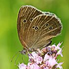 mein erster Schmetterling in diesem Jahr