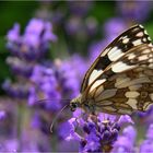 Mein erster Schmetterling... in diesem Jahr