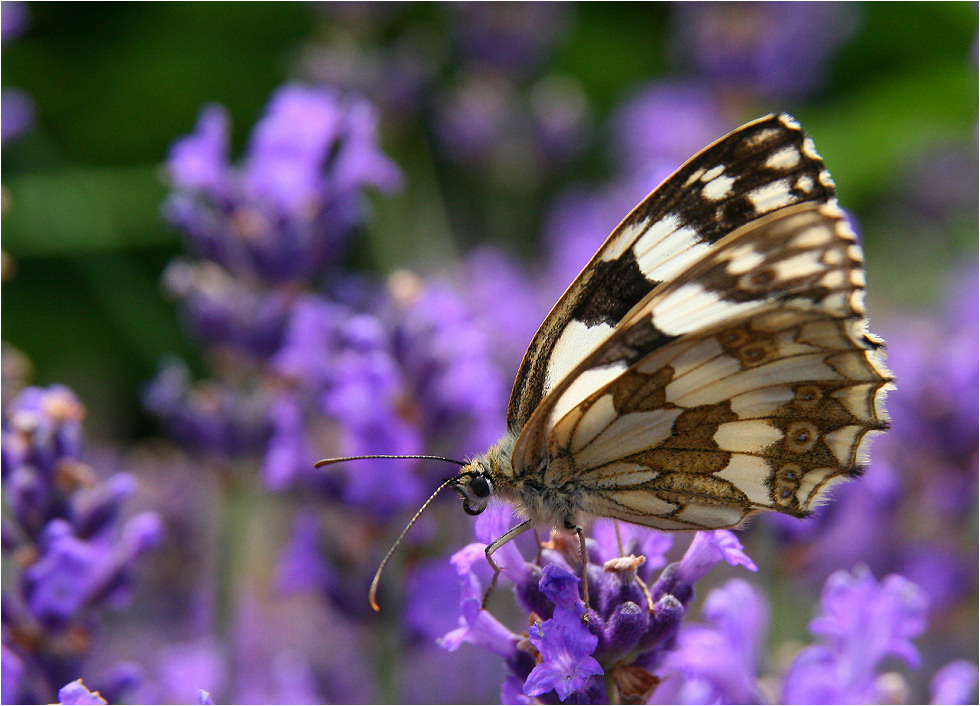 Mein erster Schmetterling... in diesem Jahr