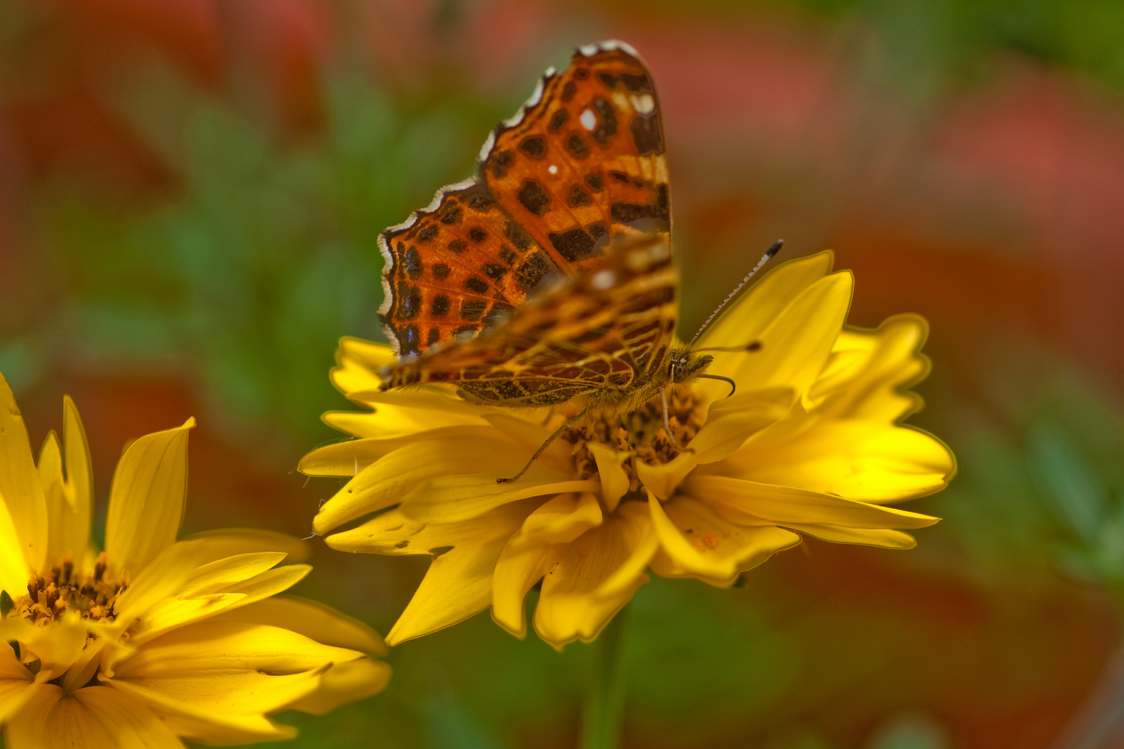 Mein erster Schmetterling in diesem Jahr