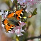 Mein erster Schmetterling in diesem Jahr