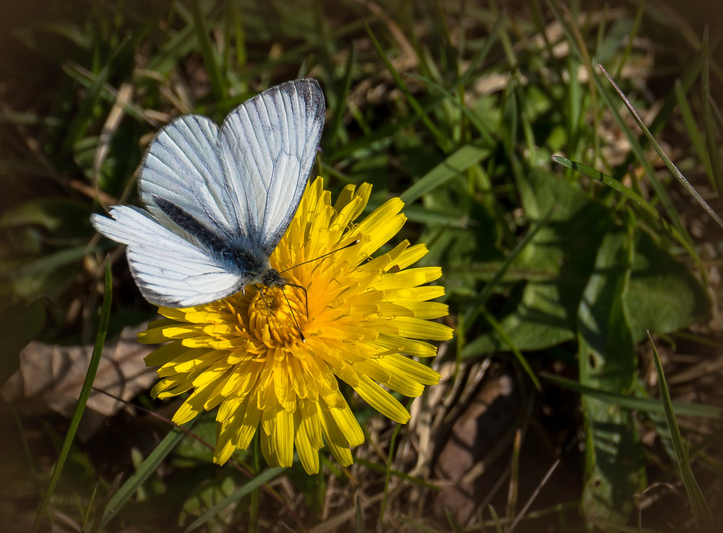 Mein erster Schmetterling in diesem Jahr