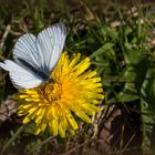 Mein erster Schmetterling in diesem Jahr