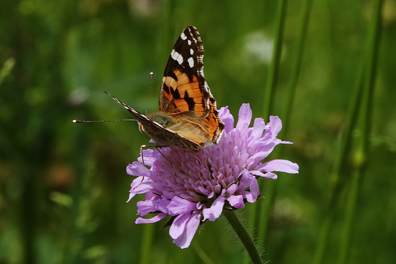 mein erster Schmetterling in diesem Jahr