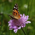 mein erster Schmetterling in diesem Jahr