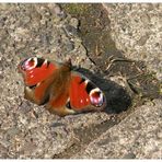 Mein erster Schmetterling in diesem Jahr. Tagpfauenauge sonnt sich auf dem Pflaster.