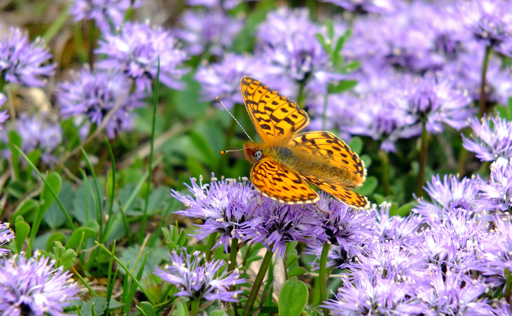 Mein erster Schmetterling wildlife :-)