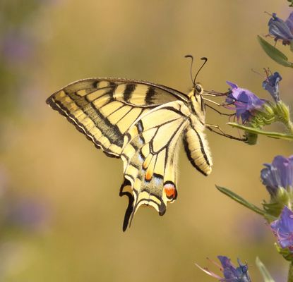 mein erster Schwalbenschwanz *freu*