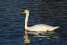 Mein erster Schwan, von Fritz Degen 