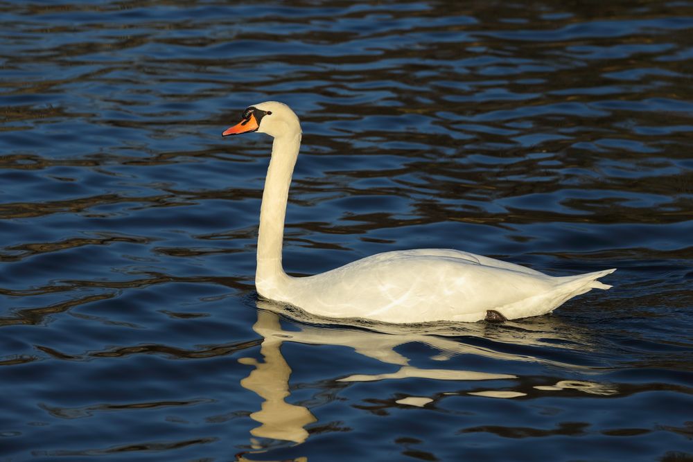 Mein erster Schwan,