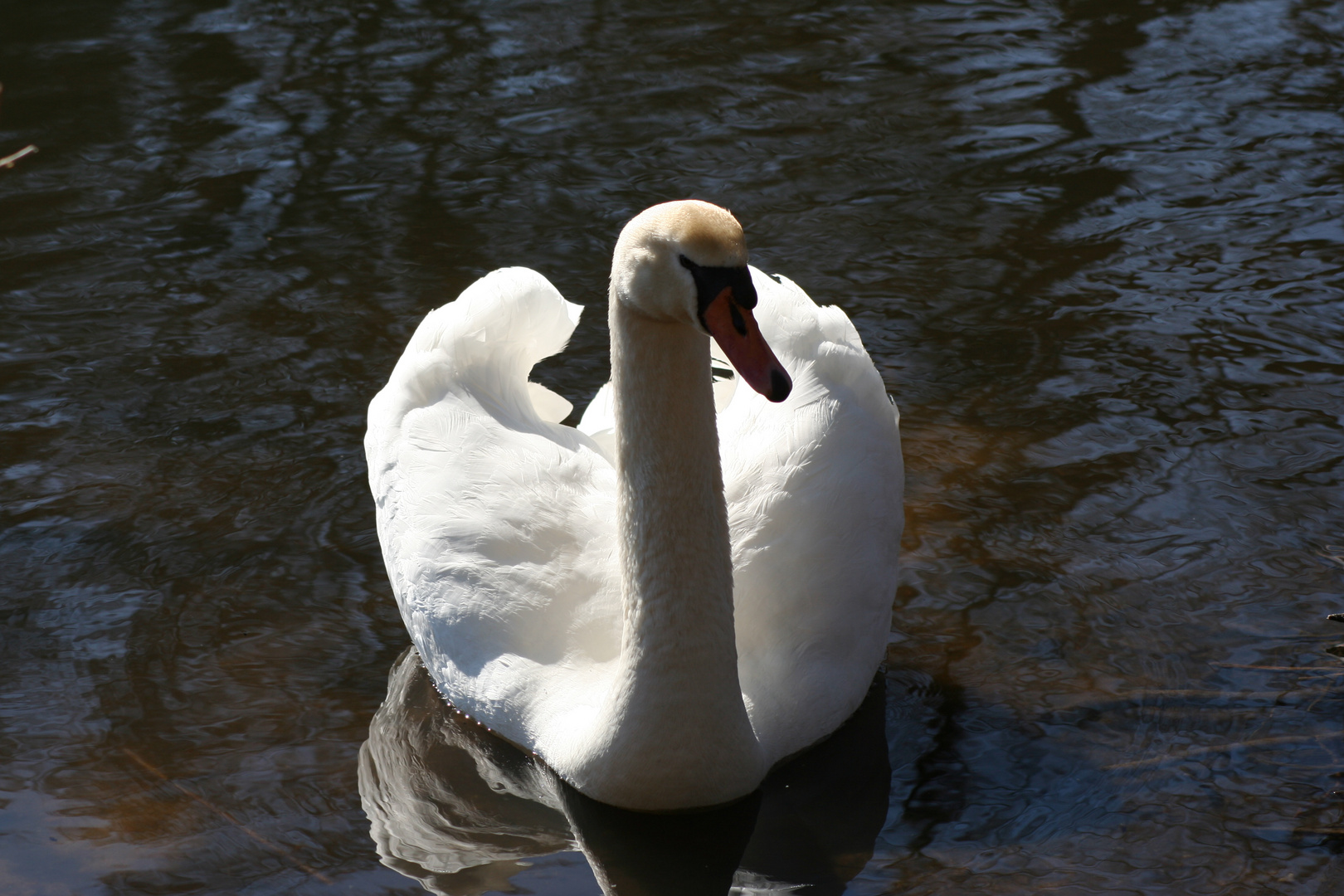 mein erster Schwan