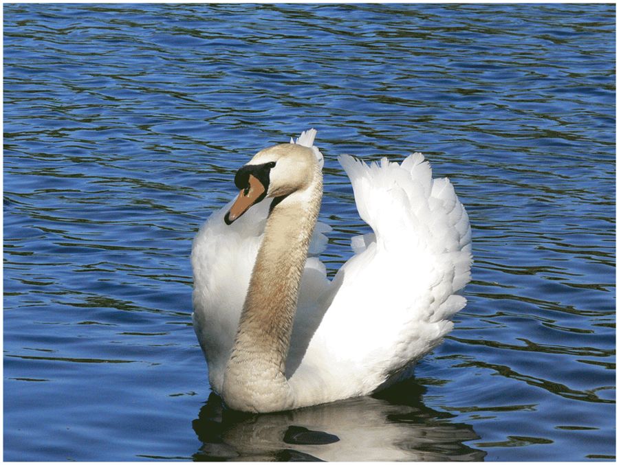 Mein erster Schwan