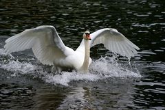 Mein erster Schwan in Aktion