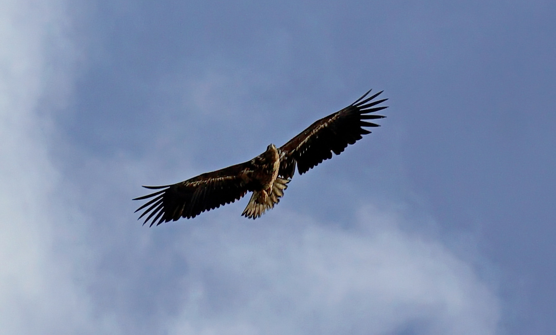 Mein erster Seeadler!