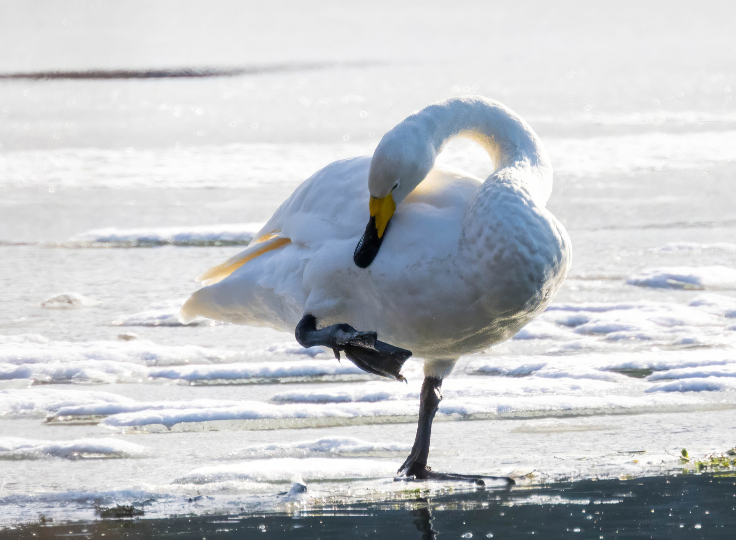 Mein erster Singschwan