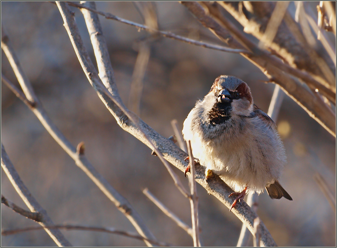 mein erster Spatz ... :o)