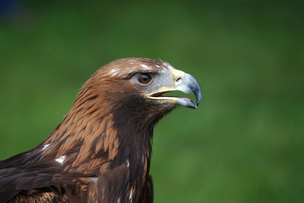 mein erster Steinadler