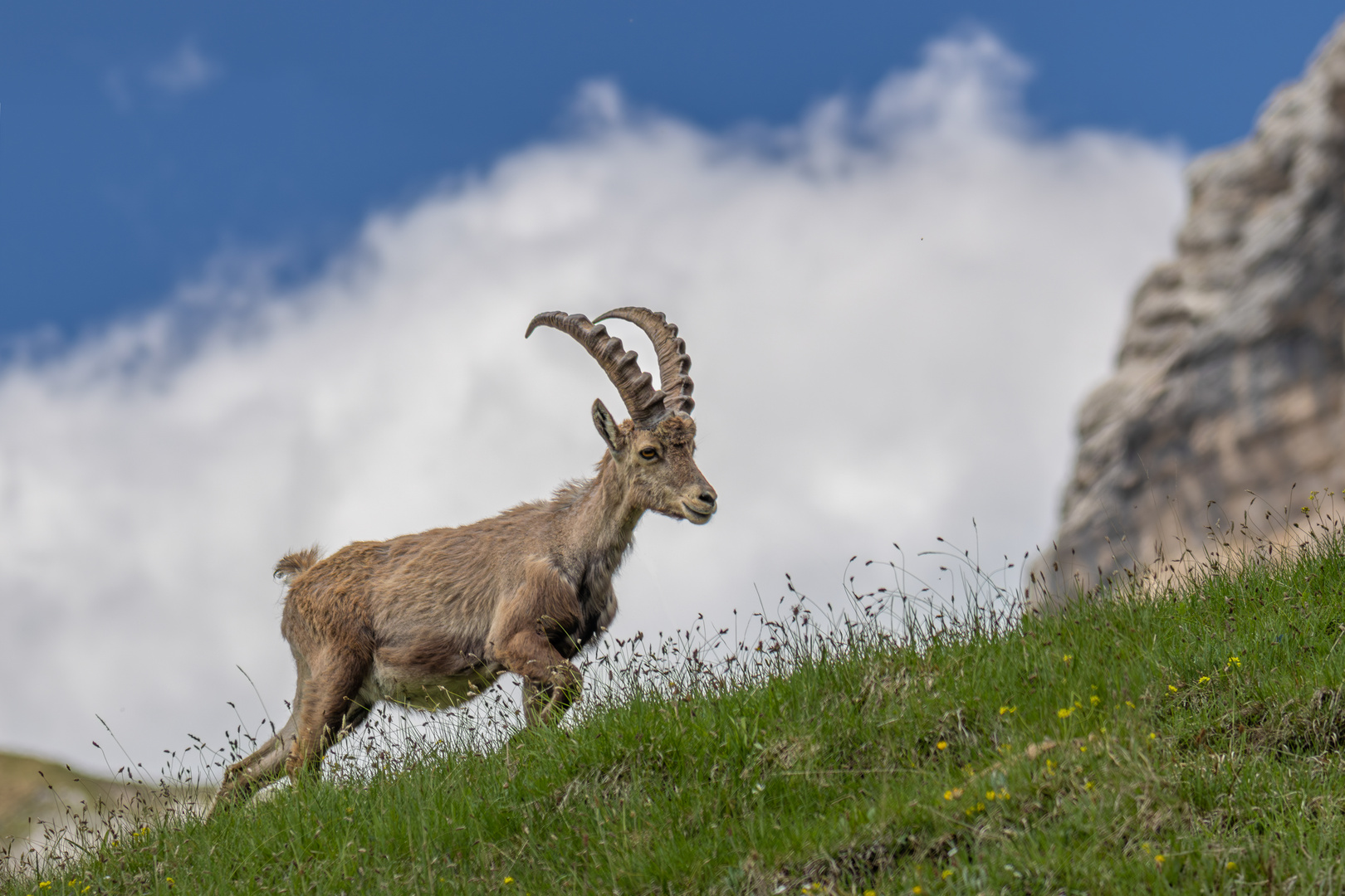 Mein erster Steinbock