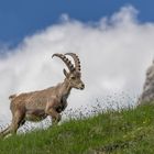 Mein erster Steinbock