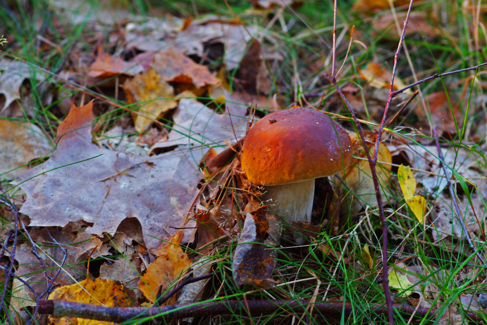 Mein erster Steinpilz heuer...