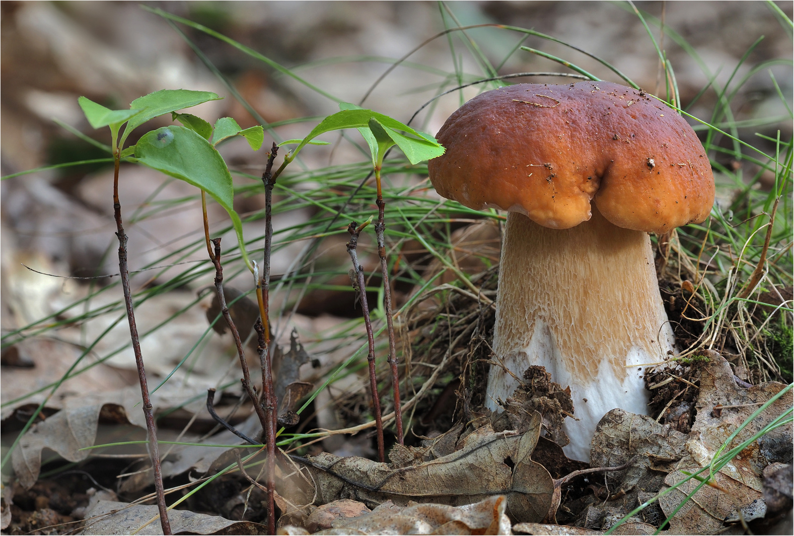 Mein erster Steinpilz in diesem Jahr