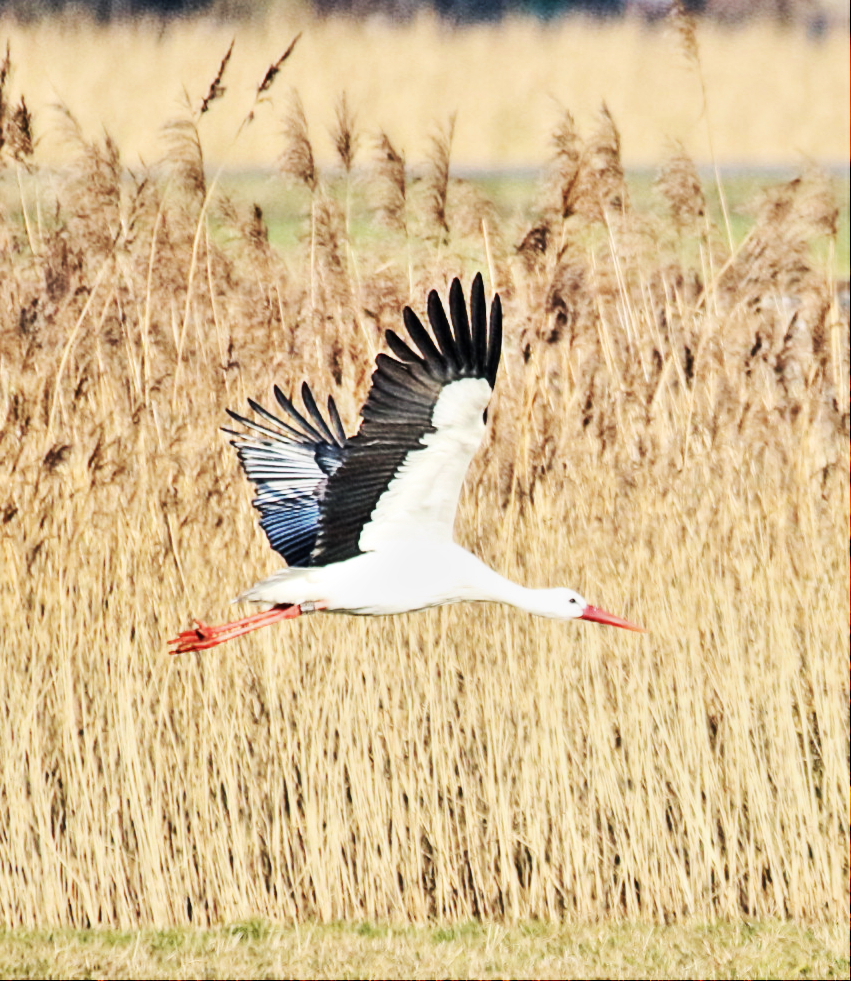 Mein erster Storch 2015