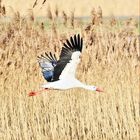 Mein erster Storch 2015