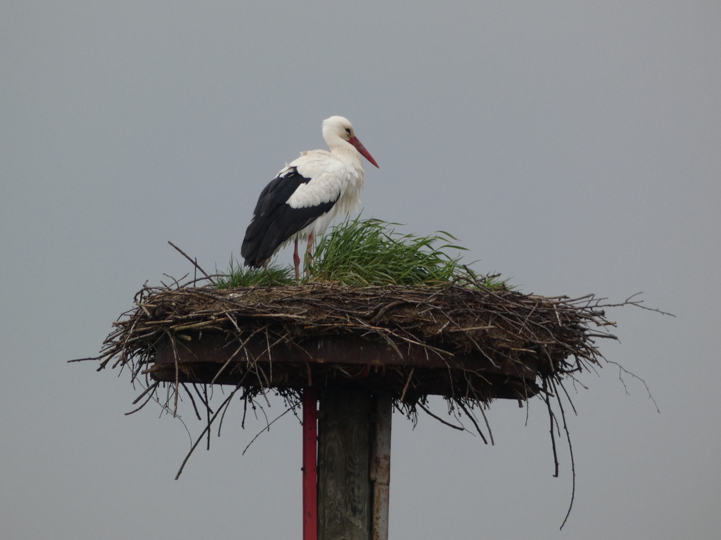 mein erster Storch 2022