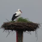 mein erster Storch 2022