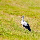 Mein erster Storch..