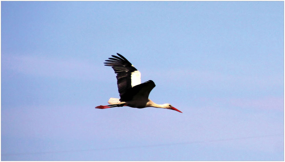 mein erster Storch