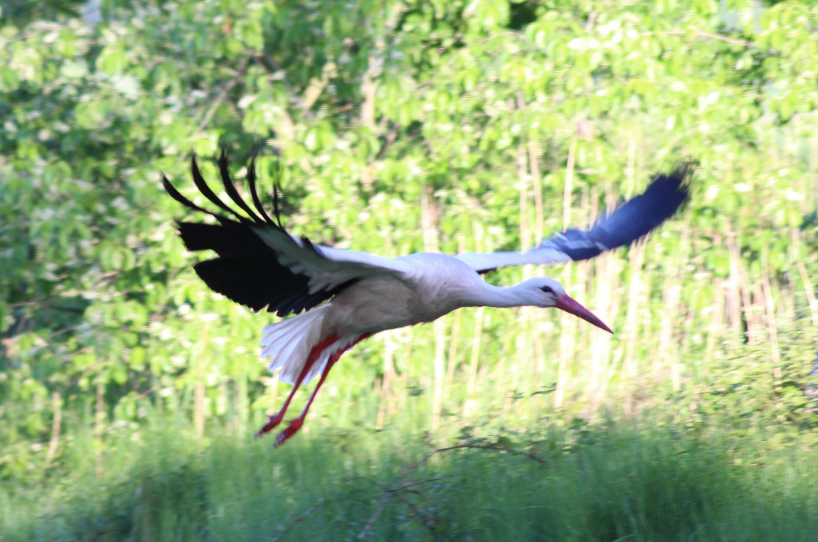 Mein erster Storch