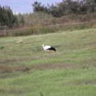 Mein erster Storch