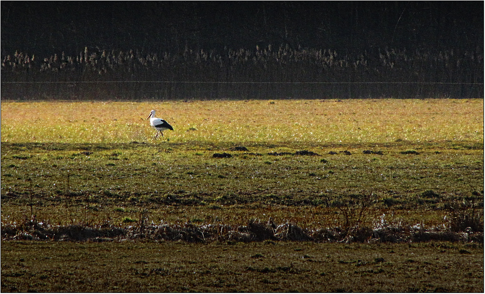 Mein erster Storch ...