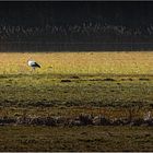 Mein erster Storch ...