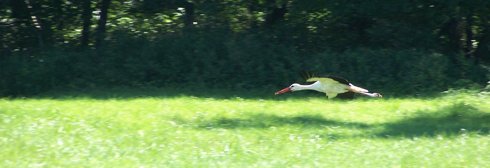 Mein erster STORCH