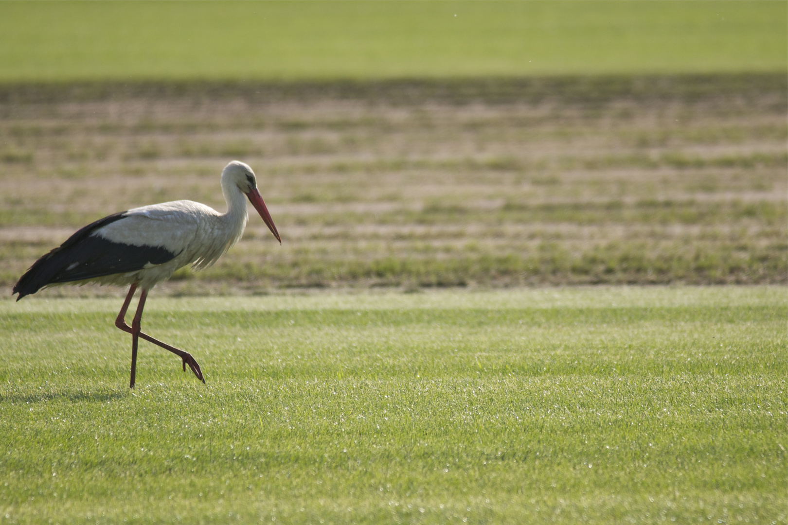 Mein erster Storch in 2012