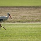 Mein erster Storch in 2012