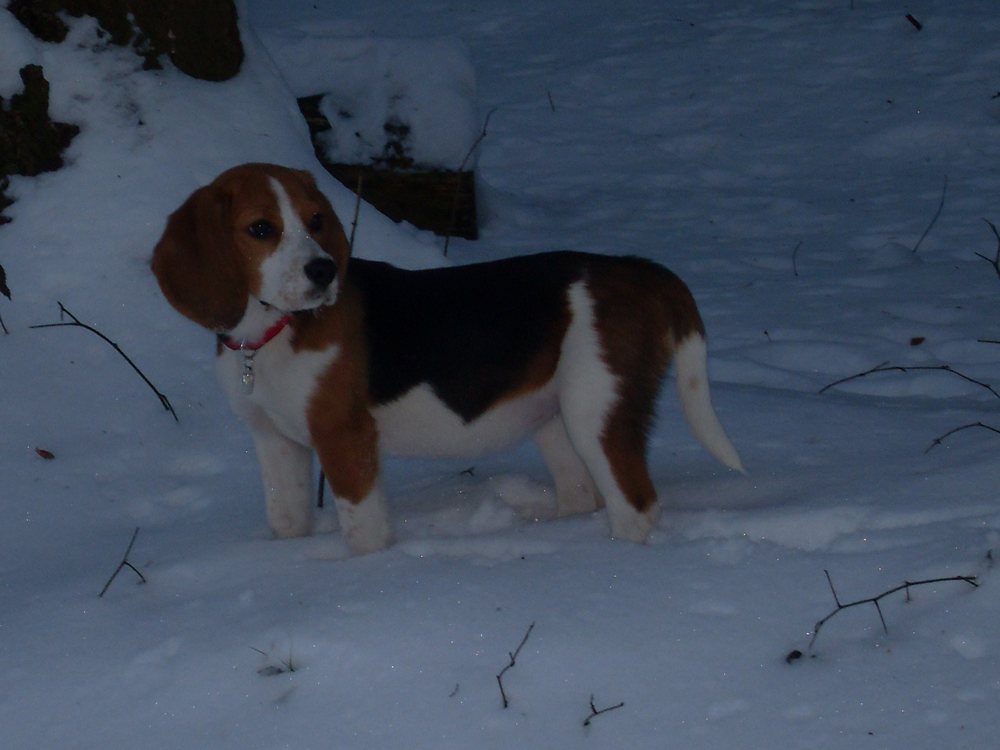 Mein erster Tag im Schnee! Unser Beaglemädchen "Sally"