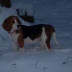 Mein erster Tag im Schnee! Unser Beaglemädchen "Sally"