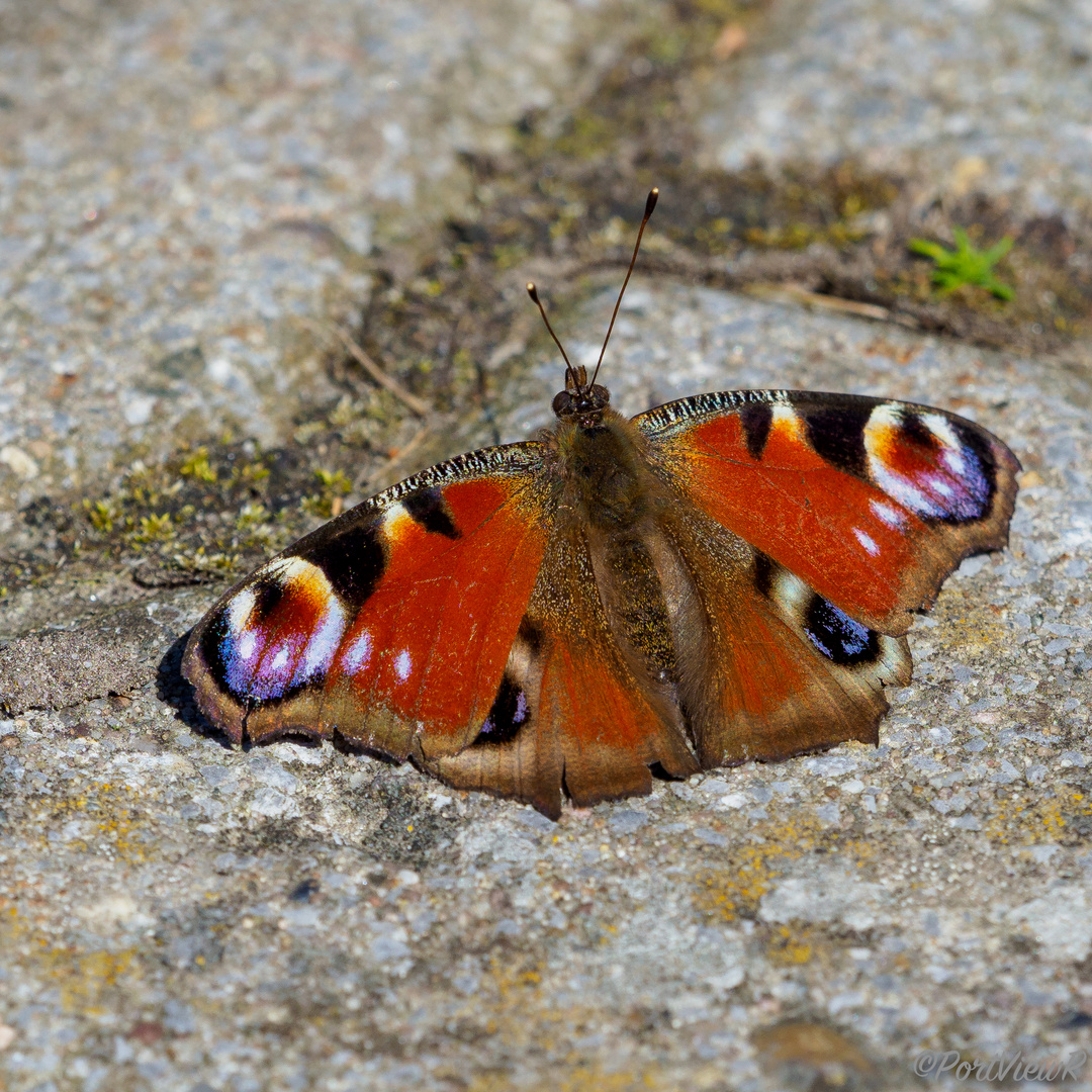 Mein erster Tagpfauenauge...