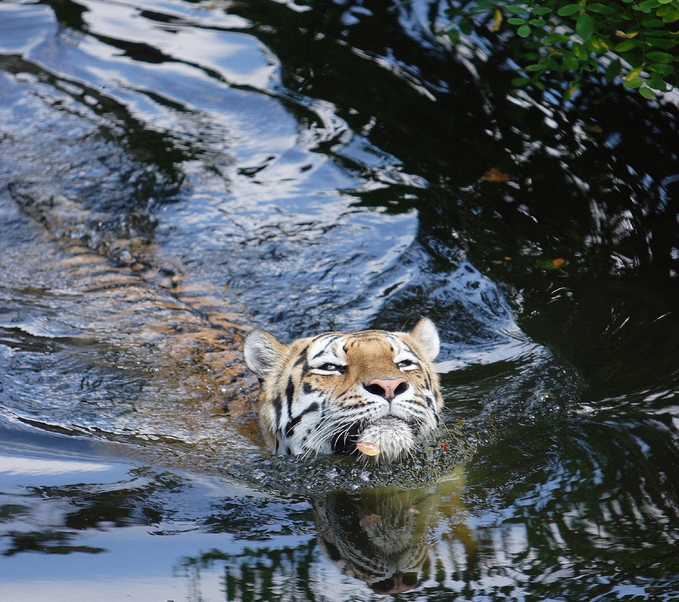 Mein erster Tiger...