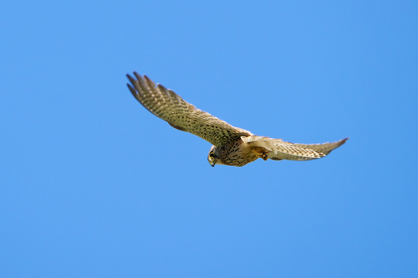 Mein erster Turmfalke...