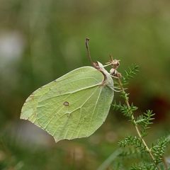 Mein erster überwinternder Zitronenfalter - gleichzeitig der erste Schmetterling des Jahres!