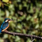 mein erster und vermutlich letzter Eisvogel