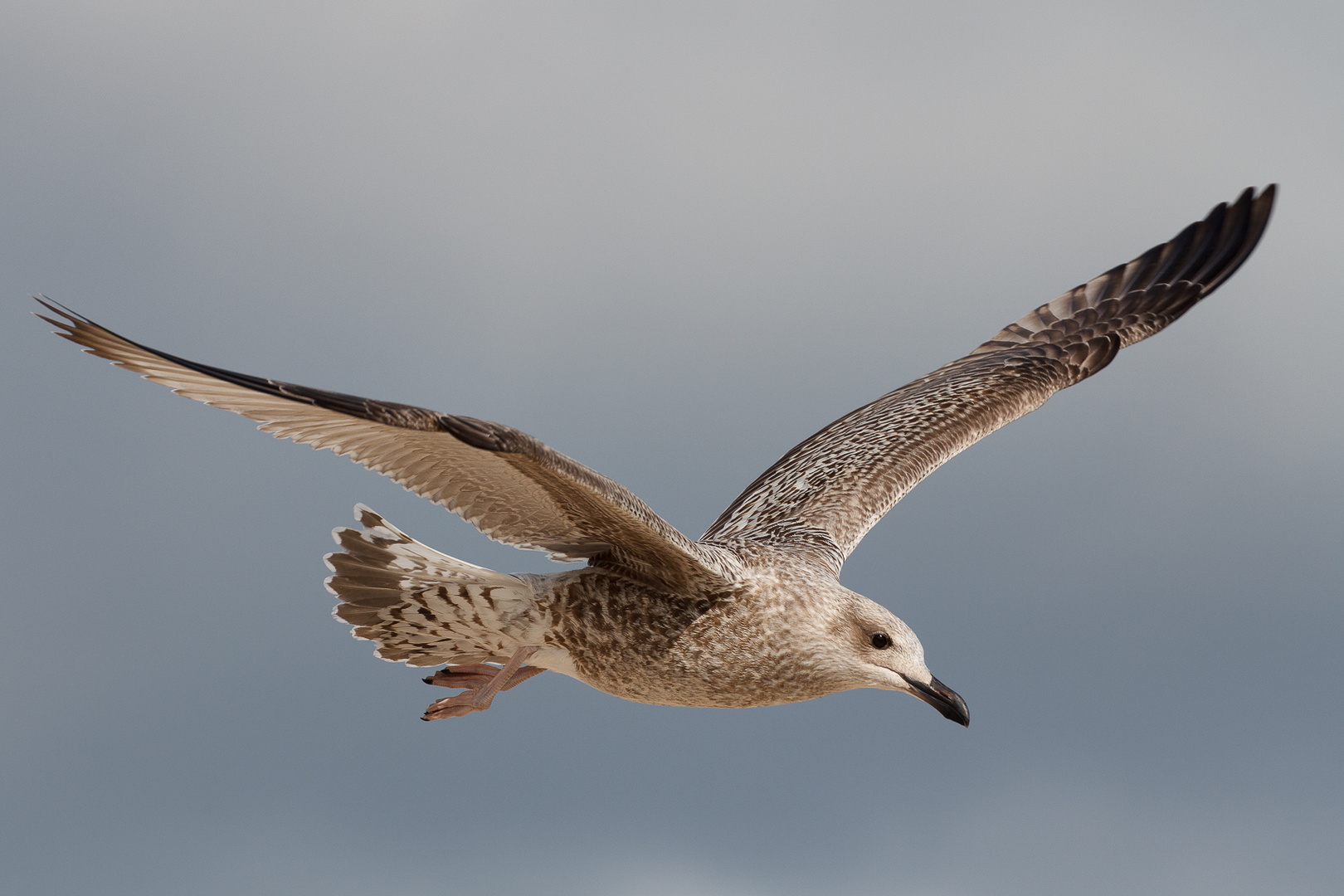 Mein erster Versuch einen Vogel im Flug zu erwischen