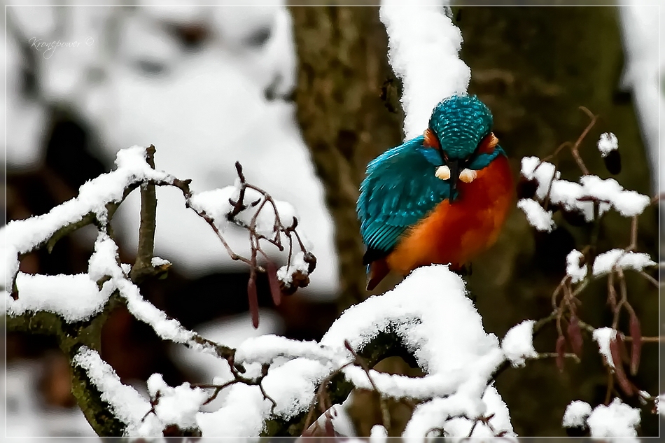 Mein erster Versuch eines Eisvogels!