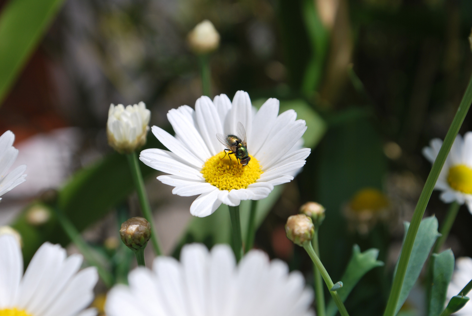 mein erster Versuch mit der Nikon D60