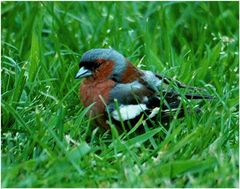 Mein erster Vogel